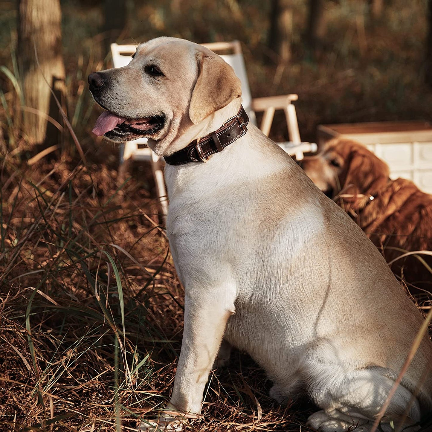 Leather Dog Collar, Heavy Duty Wide Dog Collar for Small,Medium,Large and Extra Large Dogs (M: 1" Wide for 15.2"-19.2" Neck, Dual Stitch - Brown)