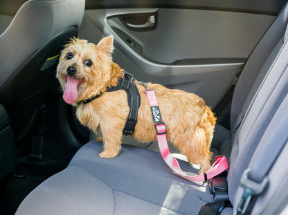 Dog Seat Belt Strap Adjustable - Dog Car Seatbelt for All Dog Breeds & Sizes - Fits Seatbelt Latches of Most Car Makes Buckles- 21" to 32" Dog Seatbelt – Sweet Lavender, Pack of 2