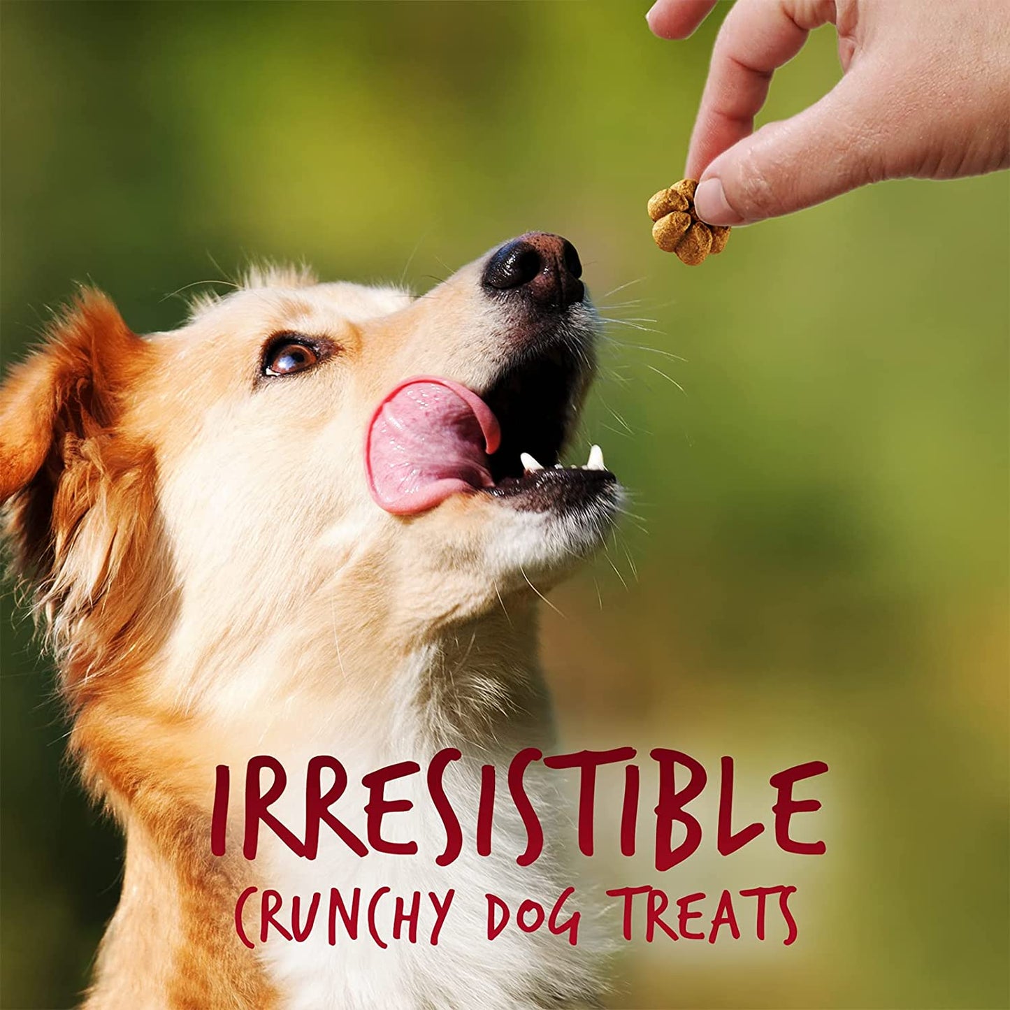 Greek Yogurt Dog Treats | Healthy Treats for Dogs | Baked Pumpkin Treats for Dogs | Free of Wheat, Corn and Soy