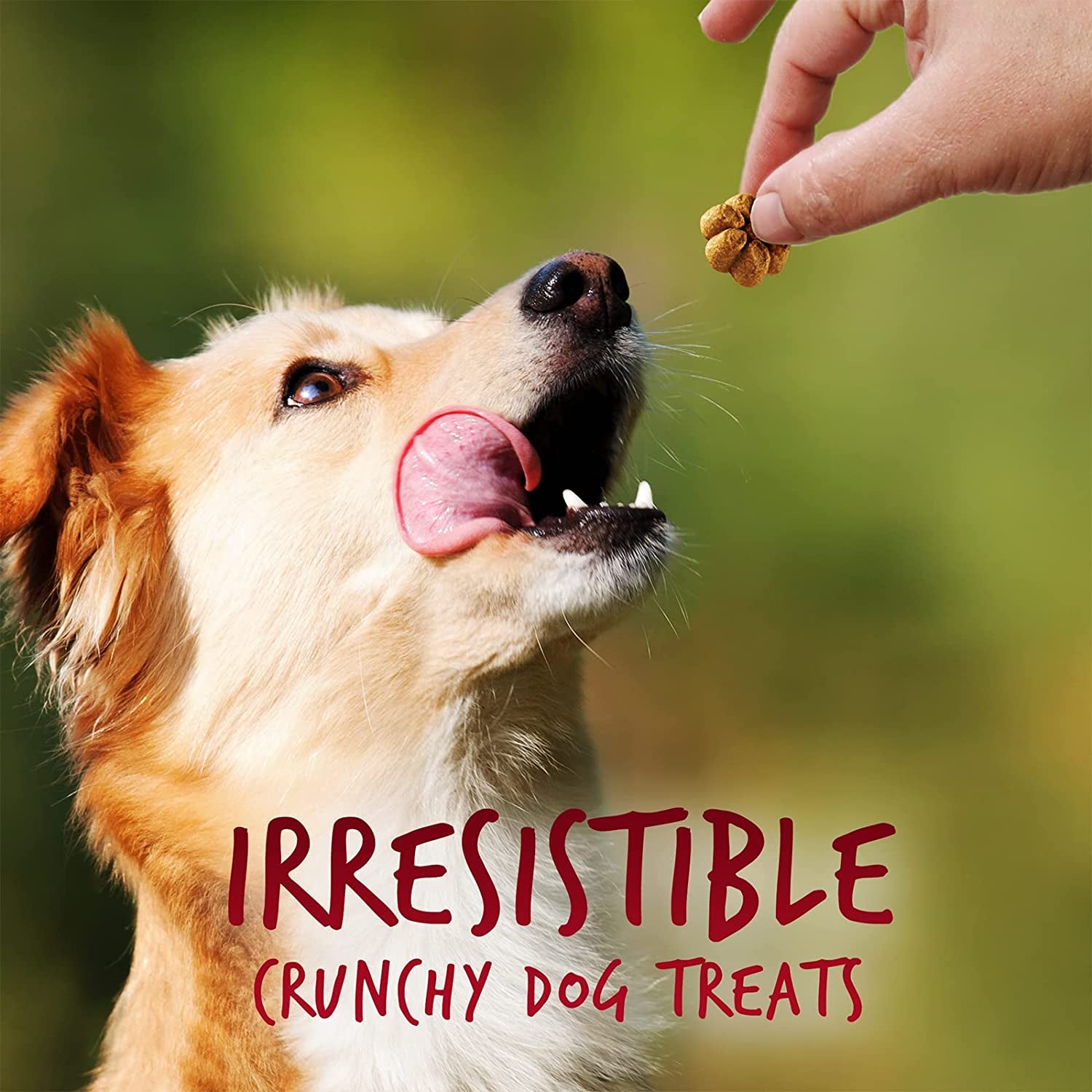 Greek Yogurt Dog Treats | Healthy Treats for Dogs | Baked Pumpkin Treats for Dogs | Free of Wheat, Corn and Soy